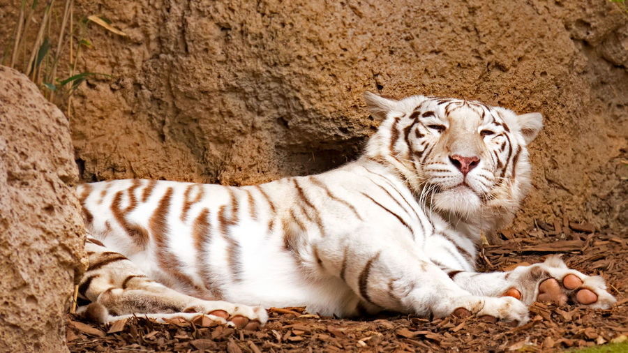 White tiger resting on field against rock