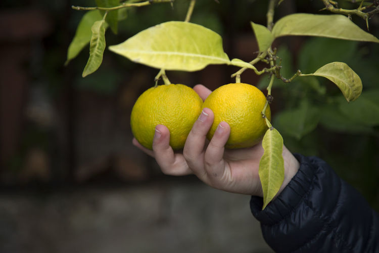Cropped image of person holding citrus fruits growing on tree