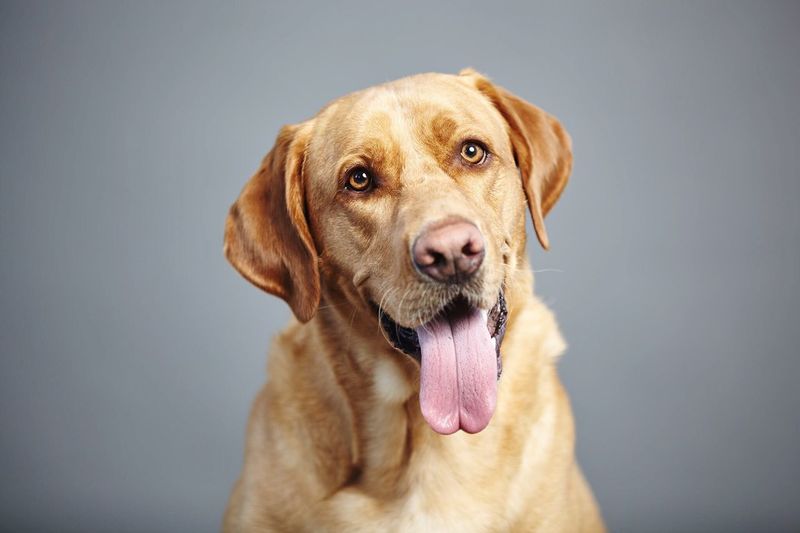 Close-up portrait of dog sticking out tongue