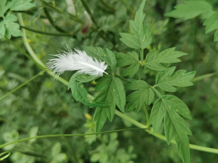 Close-up of white feather on plant
