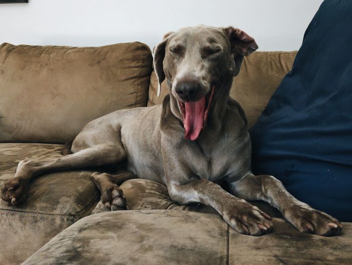 Weimaraner dog yawning on sofa