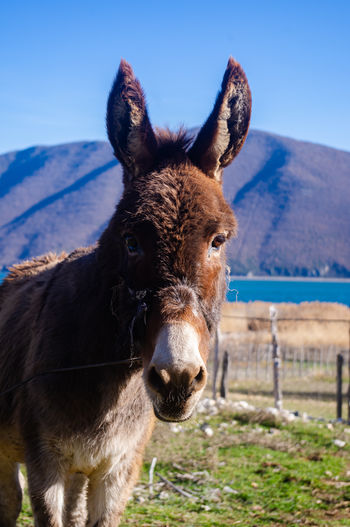 Portrait of an animal on field