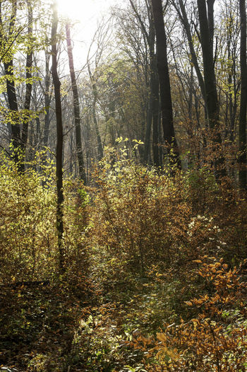 Trees growing in forest