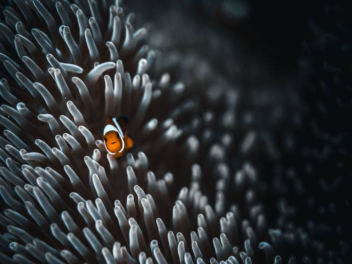 Clown fish swimming in sea