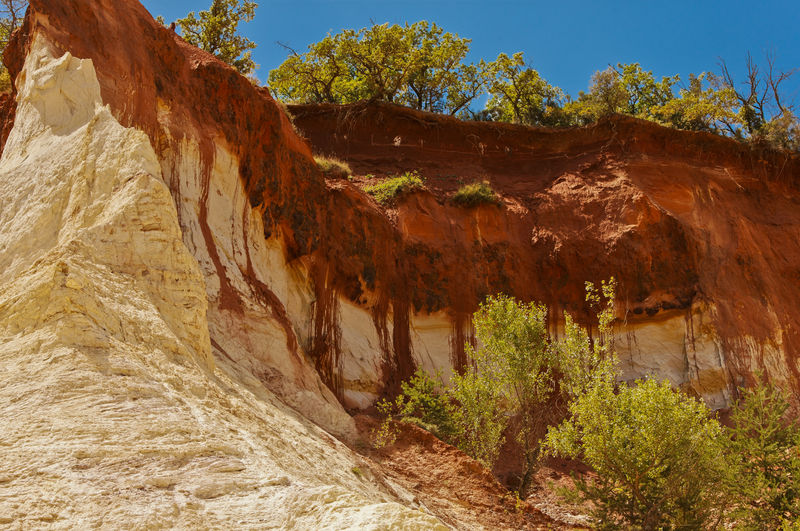 Plants growing on rock