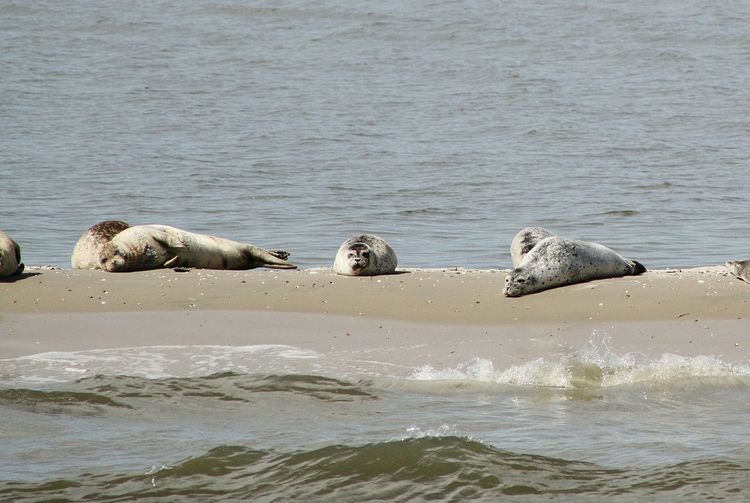 View of seals on a sandbar 
