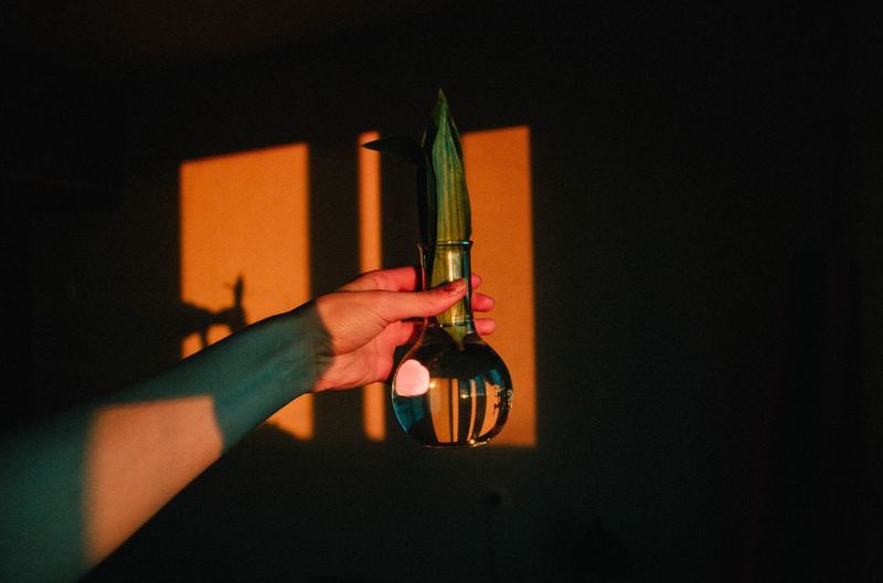 Cropped hand of woman holding leaf in glass vase against wall at home during sunset