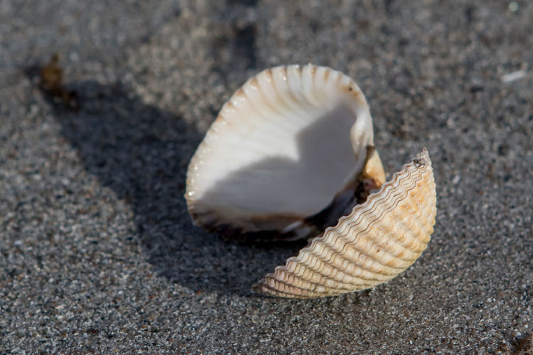 Close-up of seashell on seashells