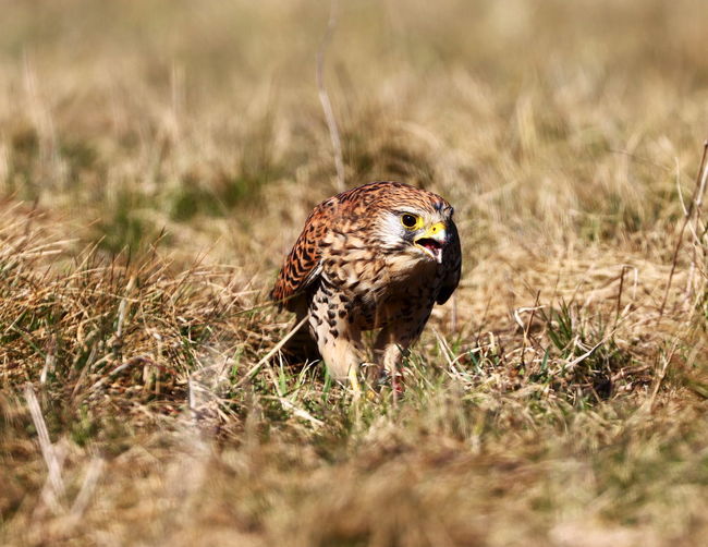 Close-up of a duck on field