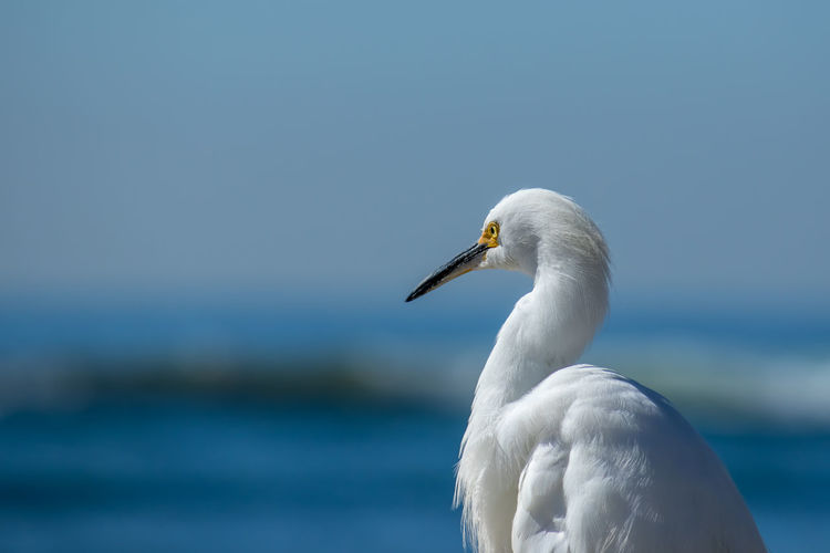 Close-up of white bird by sea against sky