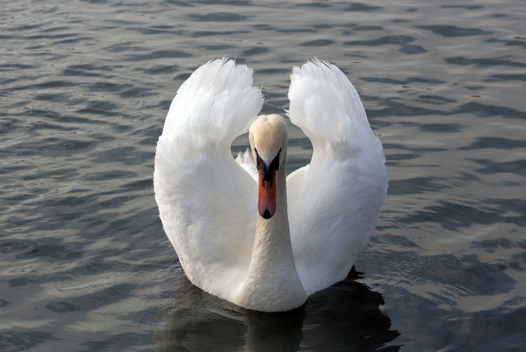 The beauty of a swan in a love period