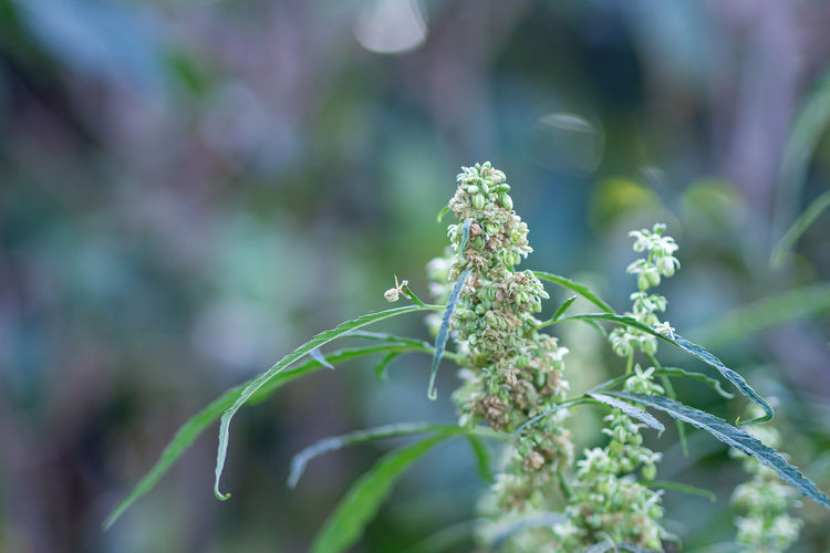 Close-up of marijuana plant growing at outdoors cannabis farm.