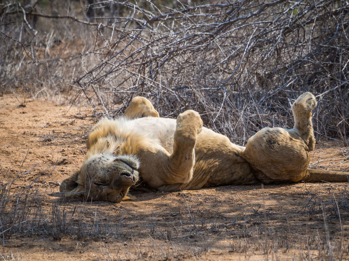 View of lion sleeping on back in kruger national park, south africa