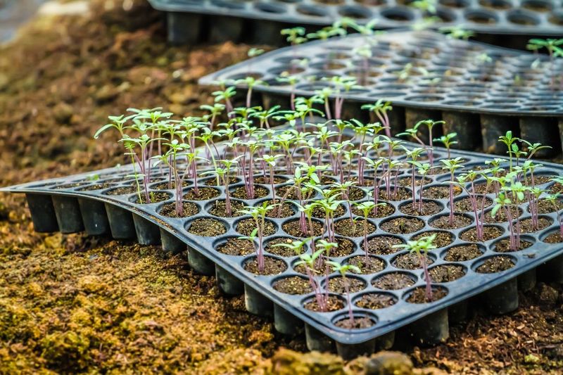 High angle view of seedlings in tray