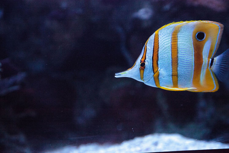 Copper-banded butterflyfish, chelmon rostratus, picks at the corals on the reef