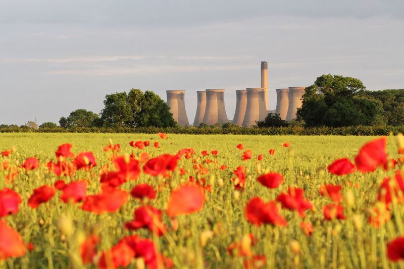Poppy field in bloom with cooling towers of thermal power plant in background