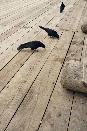 High angle view of bird on wooden floor