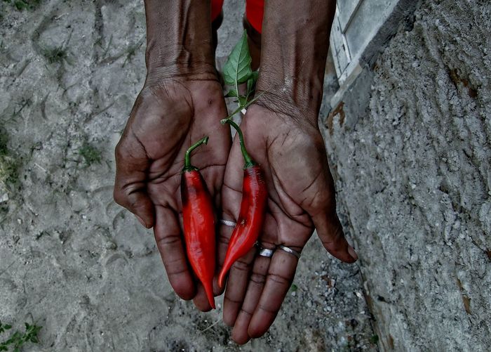 Cropped hands of woman holding red chili over rock