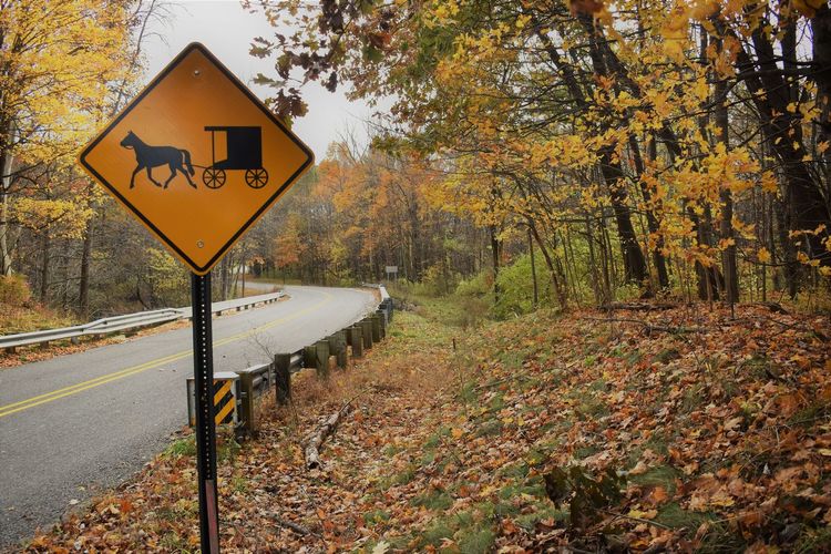 Road sign by trees during autumn