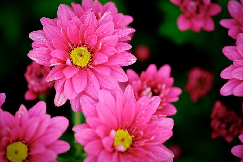Close-up of wet pink flowers blooming in park