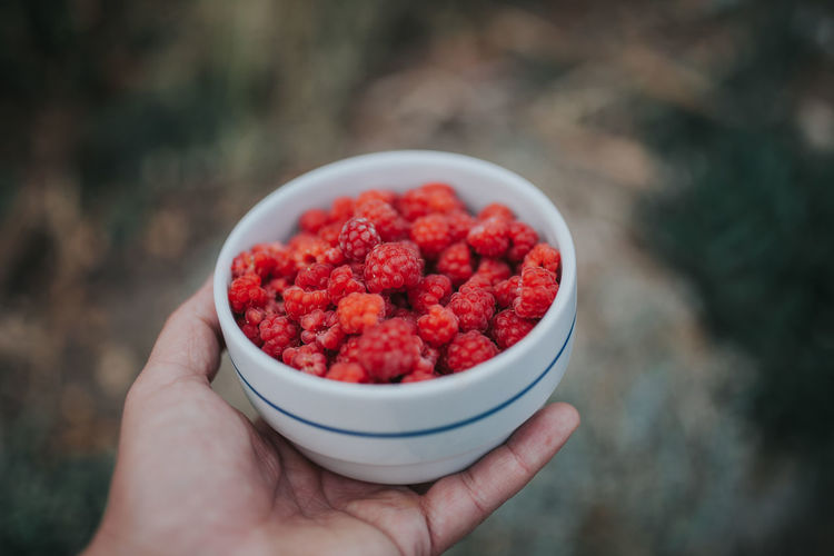 Cropped hand holding bowl of raspberries