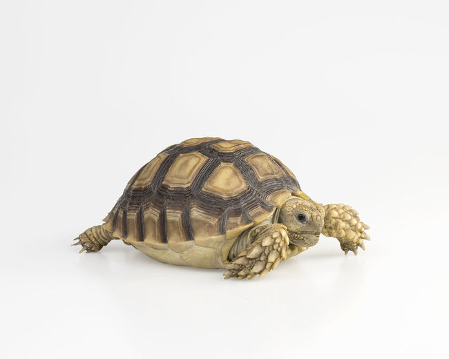 Close-up of a turtle against white background