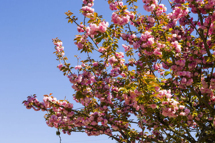 Sakura tree blossom, cherry tree pink flowers on the blue sky background