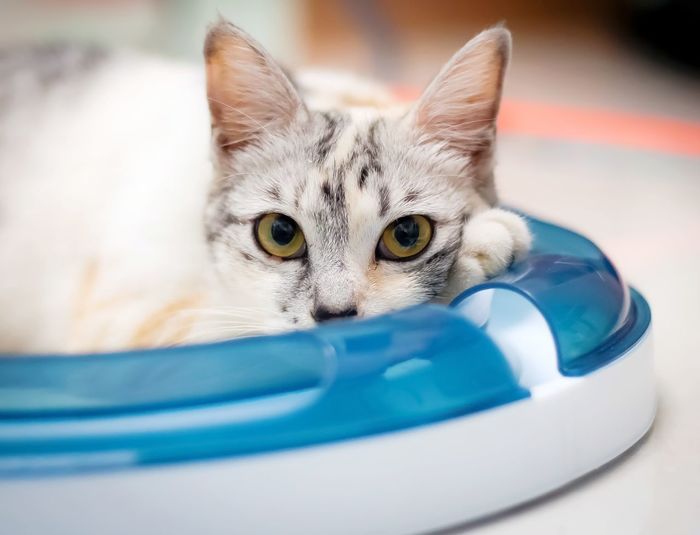 Close-up portrait of cat