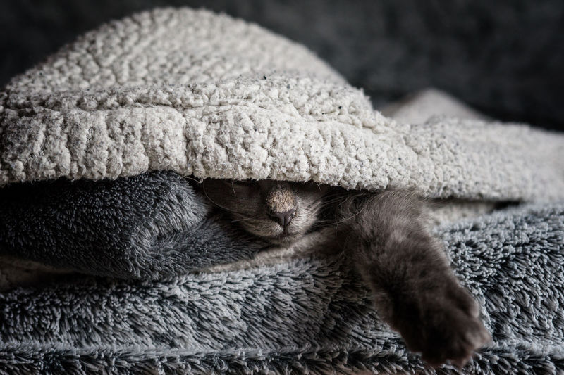 Close-up of a cat resting under blanket