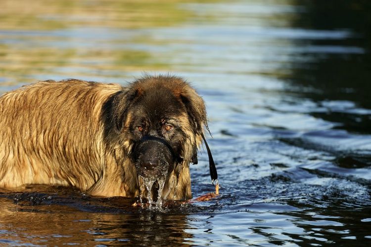 Close-up of a dog in water