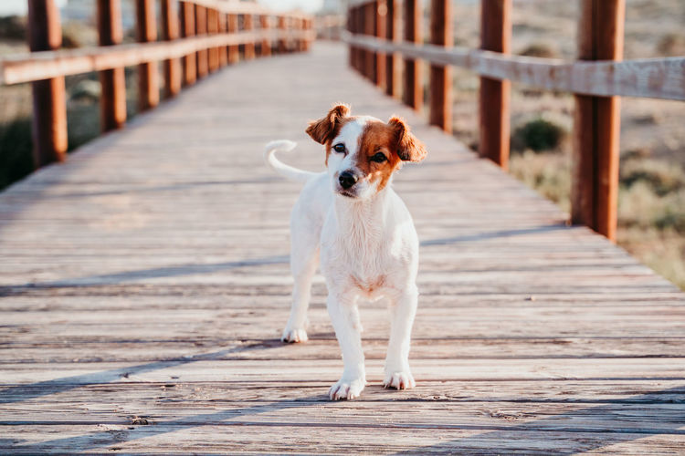 Portrait of dog walking on boardwalk