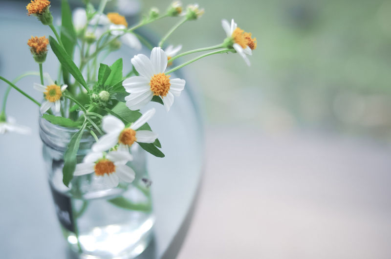 Close-up of white flowers in vase