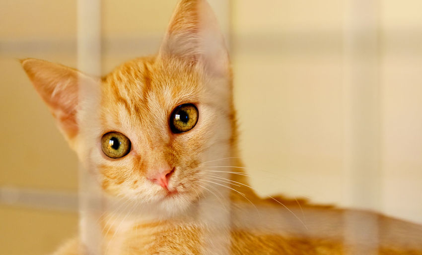 Portrait of cat