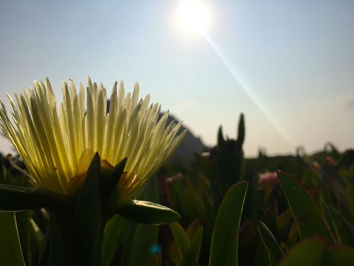 Close-up of flowering plant against bright sun