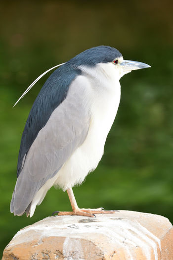 Portrait of a black crowned night heron perched on a rock 