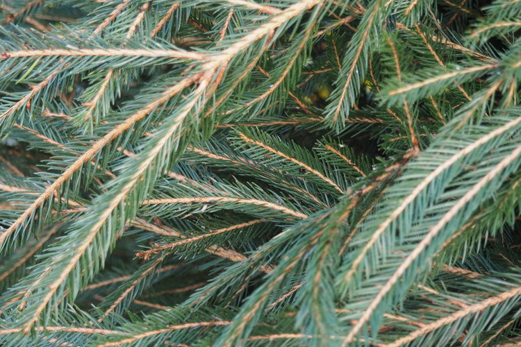 Full frame shot of fir tree