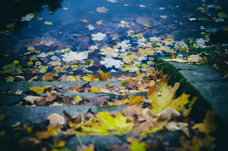 Close-up of yellow maple leaves floating on water