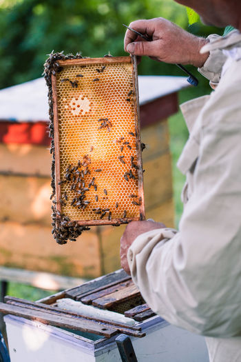 Beekeeper working in apiary, drawing out the honeycomb with bees and honey on it from a hive