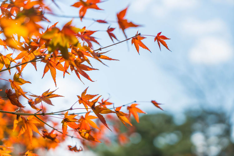 Low angle view of orange leaves against sky