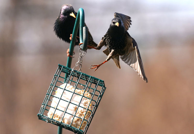 Starling feeds at the suet feeder