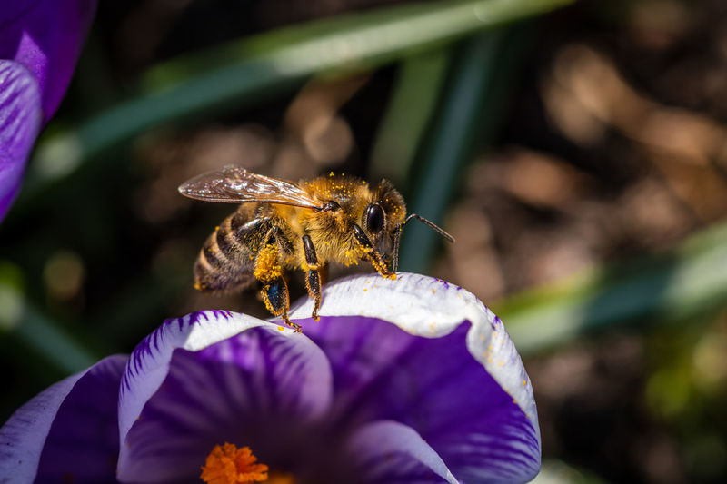 Close-up of bee on flower