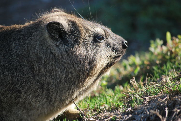 Close-up of an dassie on field
