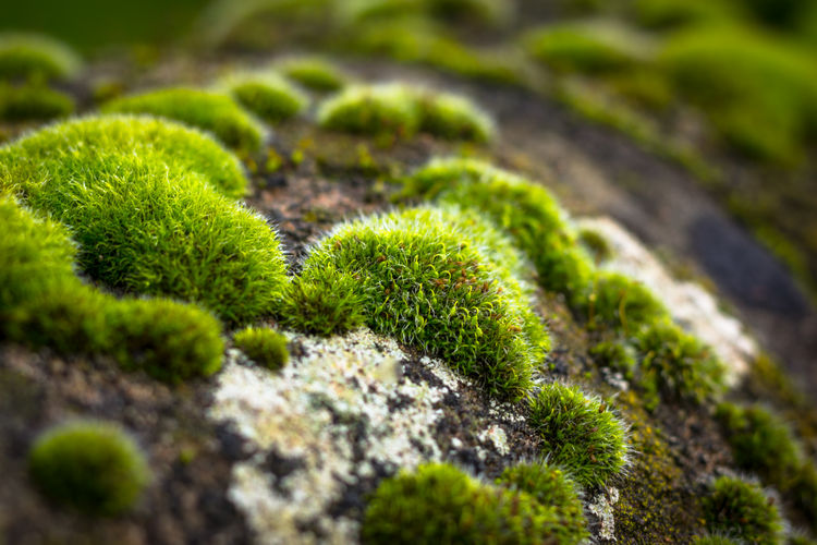 Close-up of moss covered rocks
