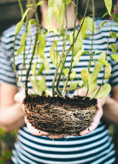 A person holding a chili plant with visible roots and soil