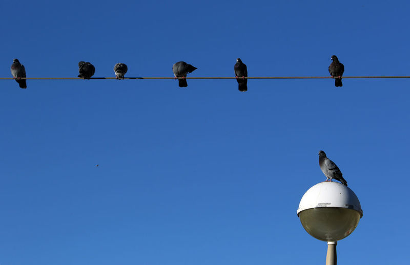 Low angle view of birds perching on cable against blue sky. pigeons. 