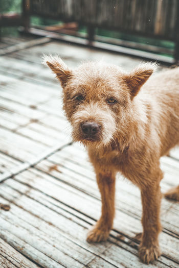 Portrait of dog standing on wood