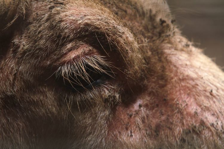 Close up of buffalo eye