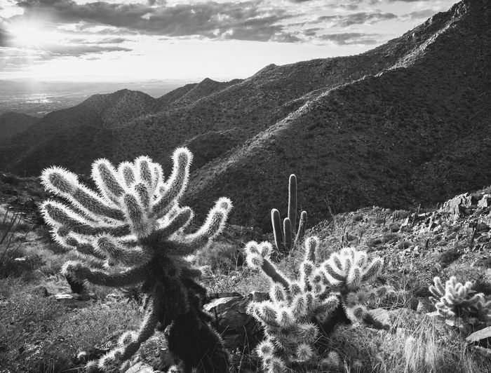 cactus