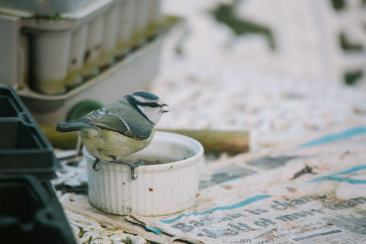 Close-up of bird perching outdoors