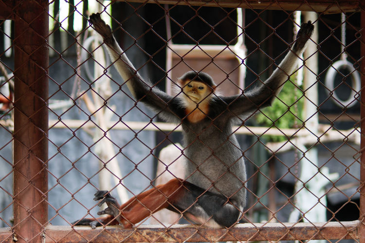 Monkey in cage at zoo